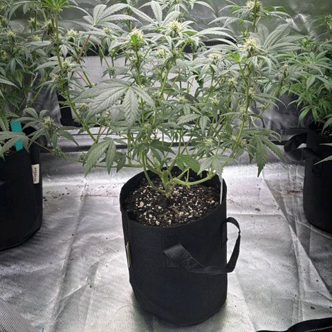 #3 growlog timeline photo