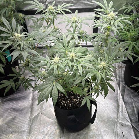 #3 growlog timeline photo