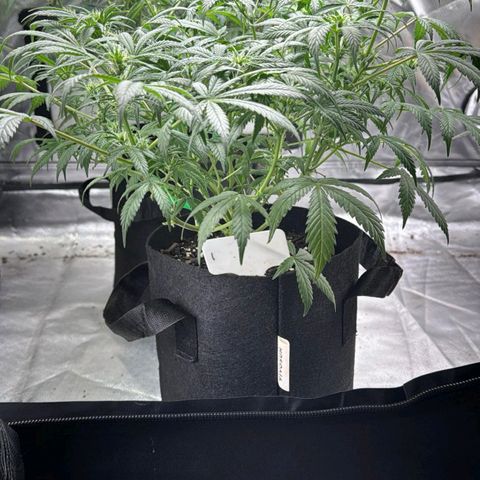  #1 growlog timeline photo