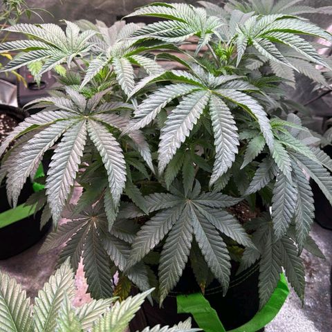 Badazz OG Cheese  growlog timeline photo