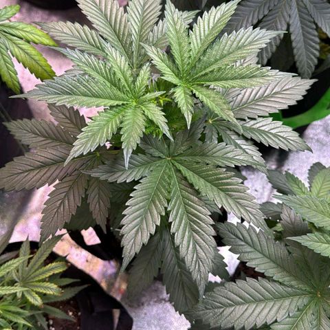 White widow growlog timeline photo