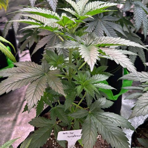 White widow growlog timeline photo