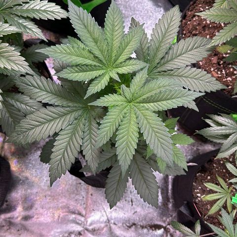 Witches wedding growlog timeline photo
