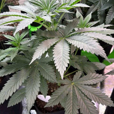 Random bag seed 2 growlog timeline photo