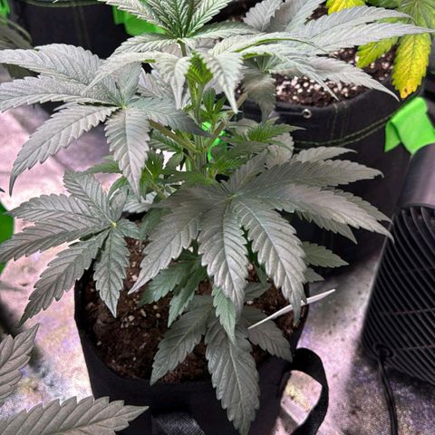 Random bag seed 3 growlog timeline photo