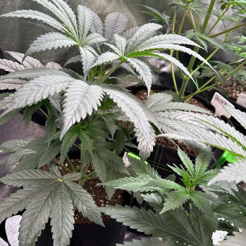 Random bag seed 4 growlog timeline photo