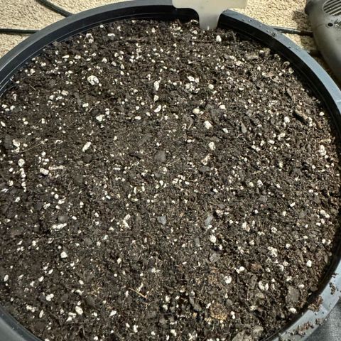 Rebellion OG test #1 growlog timeline photo