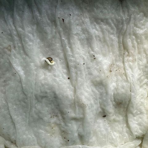 Rebellion OG test #2 growlog timeline photo