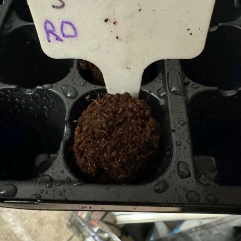 Rebellion OG test #3 growlog timeline photo