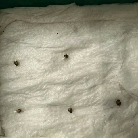 Rebellion OG test #4 growlog timeline photo