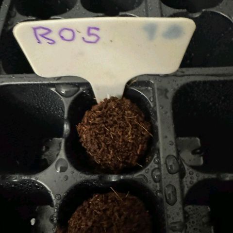 Rebellion OG test #5 growlog timeline photo