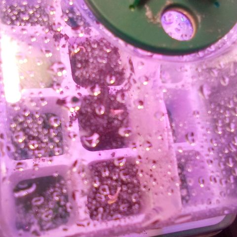 Rebellion OG test #3 growlog timeline photo