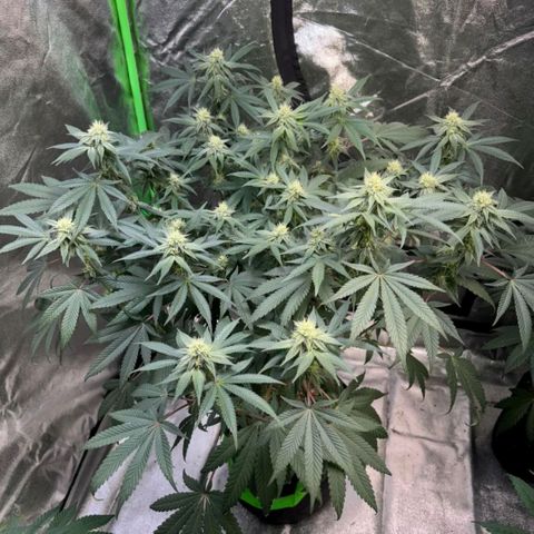 Badazz OG Cheese  growlog timeline photo
