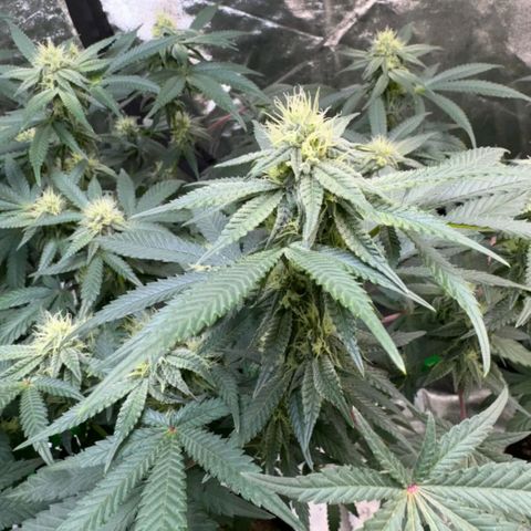 Badazz OG Cheese  growlog timeline photo