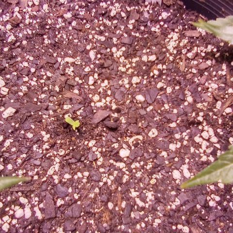Rebellion OG test #1 growlog timeline photo