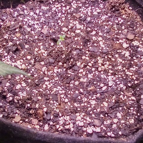 Rebellion OG test #2 growlog timeline photo