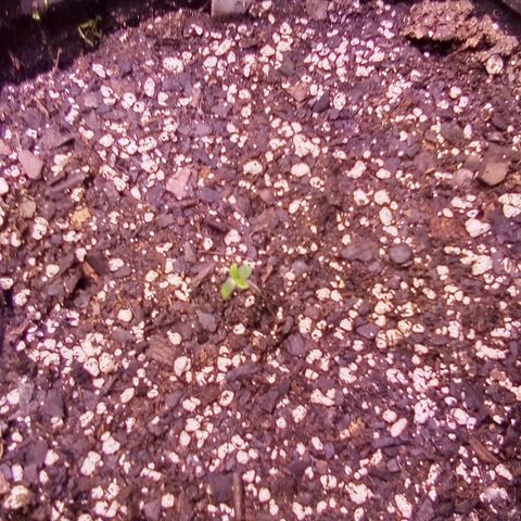 Rebellion OG test #2 growlog timeline photo