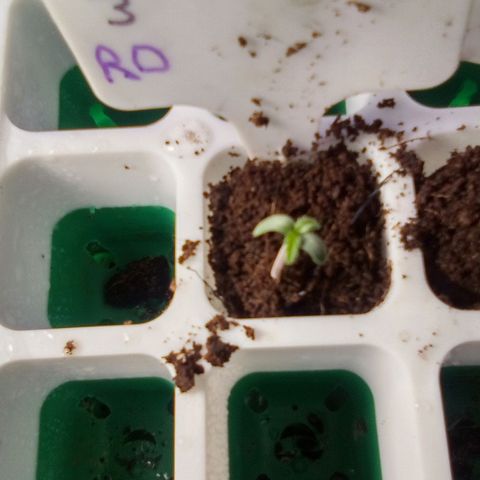 Rebellion OG test #3 growlog timeline photo