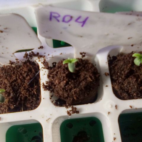 Rebellion OG test #4 growlog timeline photo