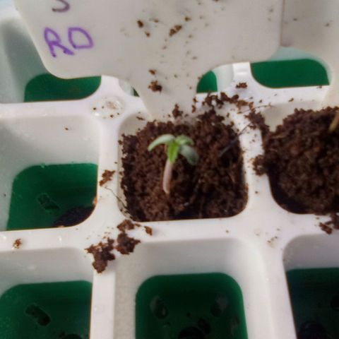 Rebellion OG test #5 growlog timeline photo