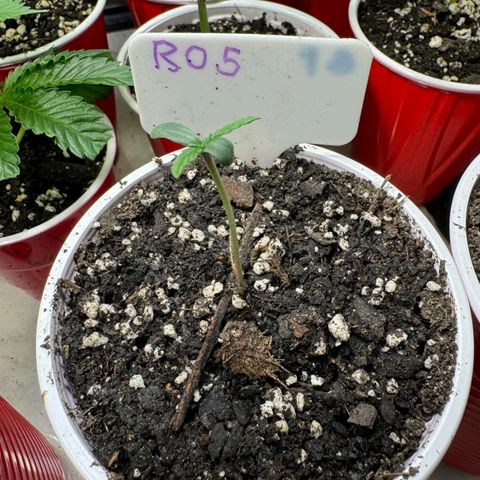 Rebellion OG test #5 growlog timeline photo