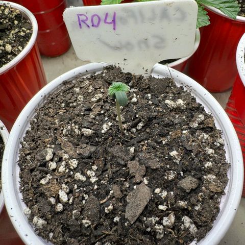 Rebellion OG test #4 growlog timeline photo