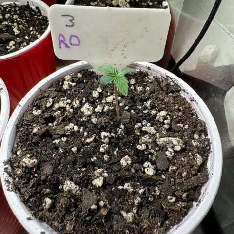 Rebellion OG test #3 growlog timeline photo