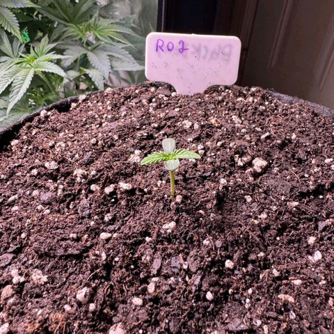 Rebellion OG test #2 growlog timeline photo