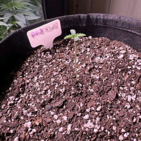 Rebellion OG test #2 growlog timeline photo