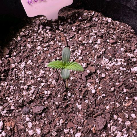 Rebellion OG test #2 growlog timeline photo