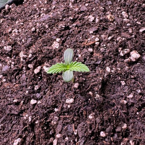 Rebellion OG test #2 growlog timeline photo