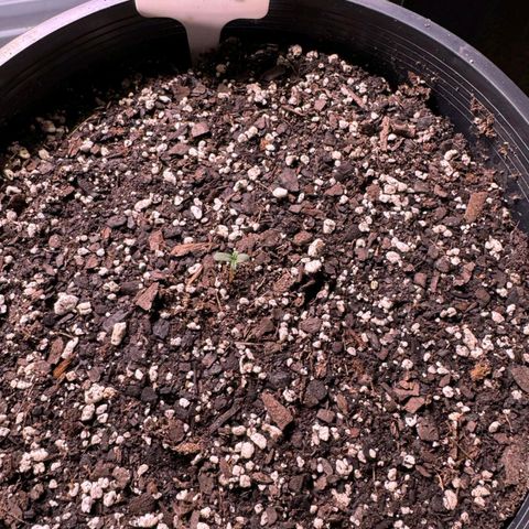 Rebellion OG test #1 growlog timeline photo