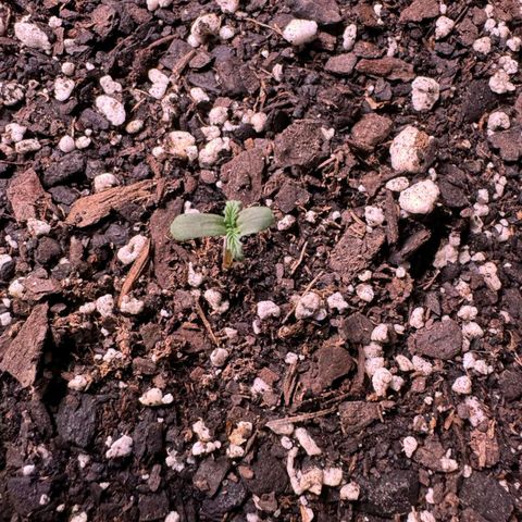 Rebellion OG test #1 growlog timeline photo