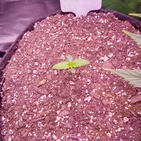 Rebellion OG test #2 growlog timeline photo
