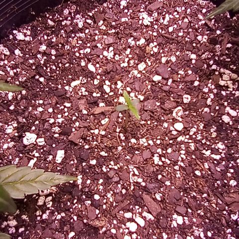 Rebellion OG test #1 growlog timeline photo