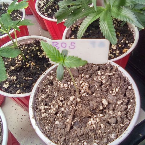 Rebellion OG test #5 growlog timeline photo