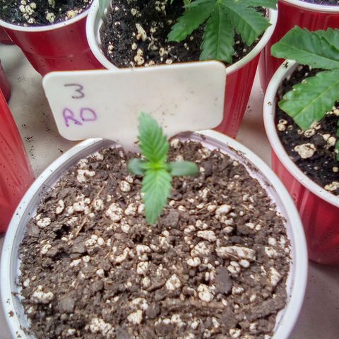 Rebellion OG test #3 growlog timeline photo