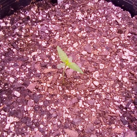 Rebellion OG test #1 growlog timeline photo