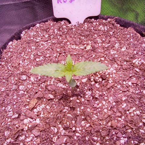 Rebellion OG test #2 growlog timeline photo