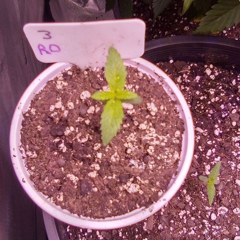 Rebellion OG test #3 growlog timeline photo