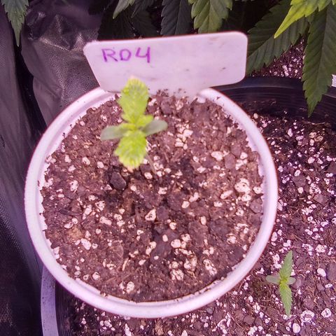 Rebellion OG test #4 growlog timeline photo