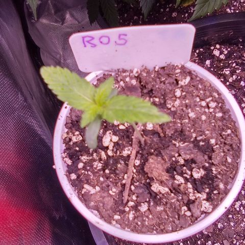 Rebellion OG test #5 growlog timeline photo