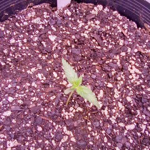 Rebellion OG test #1 growlog timeline photo
