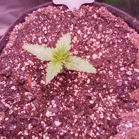 Rebellion OG test #2 growlog timeline photo