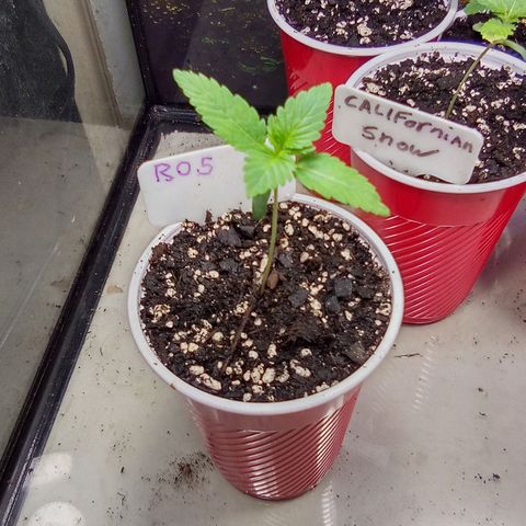 Rebellion OG test #5 growlog timeline photo