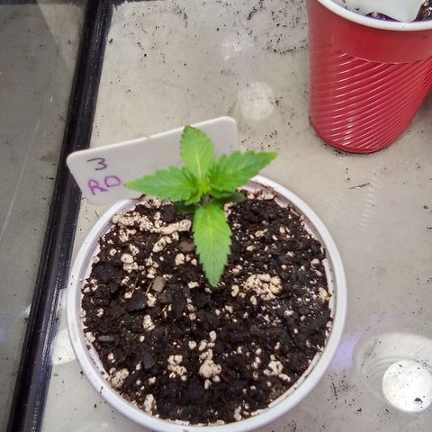 Rebellion OG test #3 growlog timeline photo