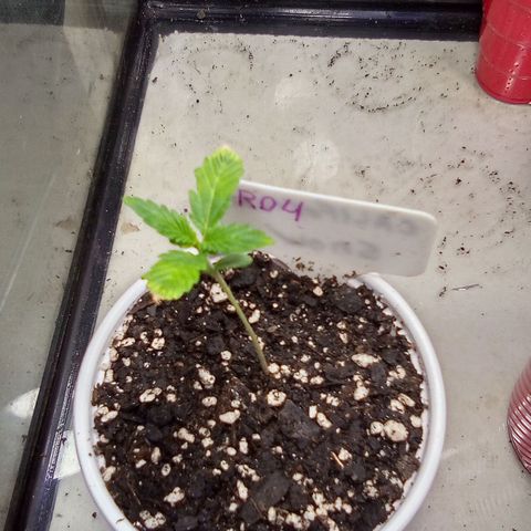 Rebellion OG test #4 growlog timeline photo