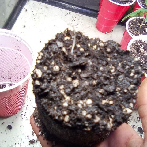Rebellion OG test #4 growlog timeline photo