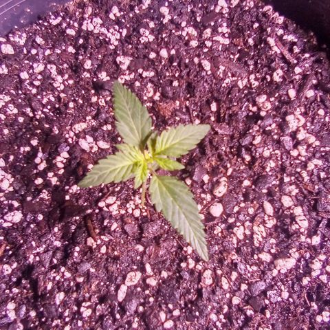 Rebellion OG test #1 growlog timeline photo