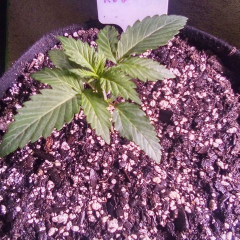 Rebellion OG test #2 growlog timeline photo